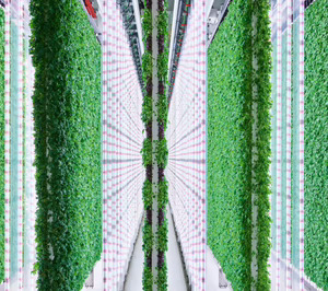 El cultivo indoor acelera sus inversiones con EE.UU. como principal referente tecnológico