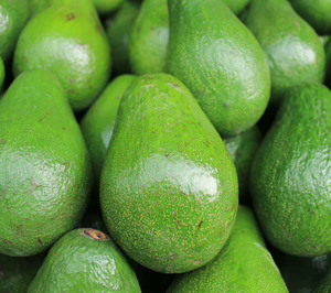 Eurofresh potencia su negocio de aguacate convencional para ingresar en el retail español