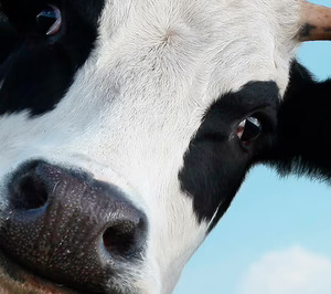 Bel Group y Unilever se suman a la carrera de las proteínas lácteas sin vacas