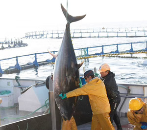 Tecnología blockchain para garantizar la trazabilidad del pescado