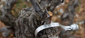 Biovidman se pone en marcha para recuperar las variedades autóctonas de vid manchega