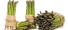 Los Gallombares incrementa su producción de espárrago y estrena nuevas instalaciones