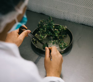 Planasa invierte en nuevo centro de I+D para la obtención de variedades de frutos rojos