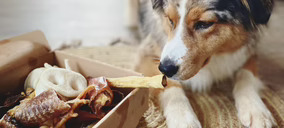 Una nueva empresa instalará una fábrica de snacks para mascotas en Teruel