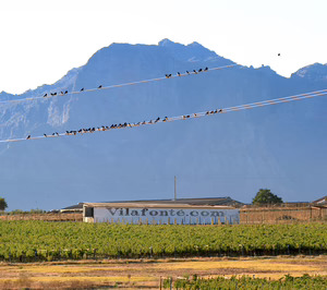 Entrecanales Domecq comercializará en España los vinos de la sudafricana Vilafonté
