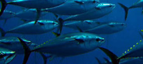 Next Tuna levantará en España la primera granja mundial de atún rojo del Atlántico