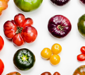 Las casas de semillas plantan cara al virus del rugoso del tomate