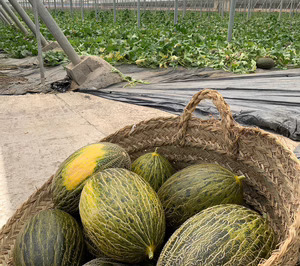 Sakata lanza ‘Don Gregorio’, su primera variedad de melón para invernadero