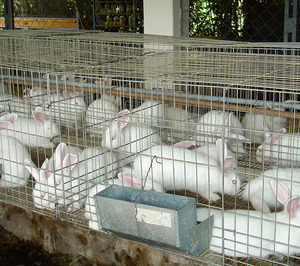 Nuevo fallido en el sector de carne de conejo