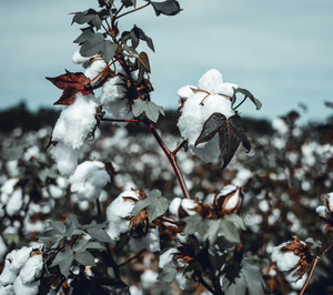 Cotton South crece cerca de un 50%, mientras invierte en ahorro energético y sostenibilidad