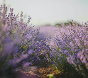 Vía libre a los ingredientes naturales en fragancias y cosmética