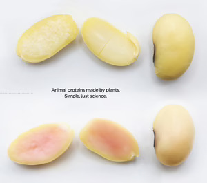 La startup de agricultura molecular Moolec presenta Piggy Sooy, la soja que produce proteína de cerdo