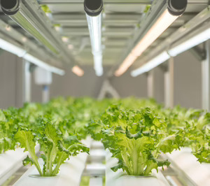 OnePointOne y la madrileña Vertical Green se unen para impulsar la agricultura vertical