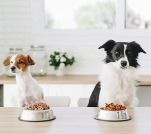 Dogfy Diet, mejor startup de 2023 tras doblar su tamaño en solo cuatro años