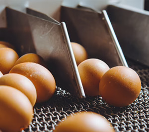 IA y biotecnología también en la producción de huevos de consumo