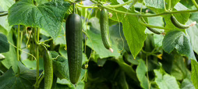 Agrosol Export pone el foco de sus inversiones en el cuidado de fincas