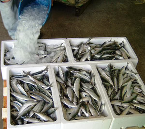 El EPS se recicla a escala y en la práctica según la Fundación Ellen MacArthur