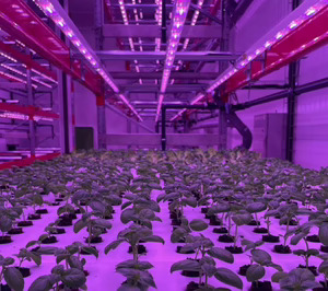 Néboda, luz verde a la producción preindustrial para validar su propuesta en agricultura vertical