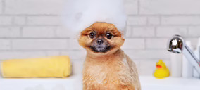 ‘Petuxe’ amplía gama con sus nuevas ‘Partículas de Champú’