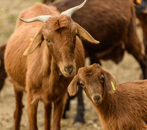 Más de 150.000 cabezas podrían certificarse con la nueva IGP Cabrito de Extremadura