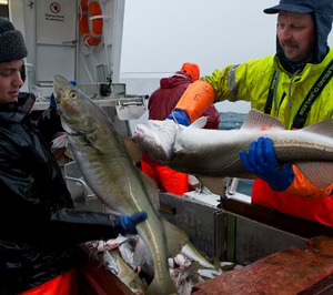 Comienza la temporada más optimista para el skrei, con más de 7.000 puntos de venta