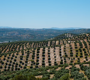 Se acentúan las coordenadas negativas del sector de aceite de oliva