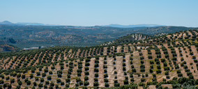 Se acentúan las coordenadas negativas del sector de aceite de oliva