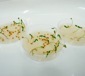 ¿Qué ganará el sector alimentario con la autorización de plantas derivadas de Nuevas Técnicas Genómicas (NGT)?