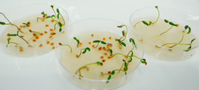 ¿Qué ganará el sector alimentario con la autorización de plantas derivadas de Nuevas Técnicas Genómicas (NGT)?