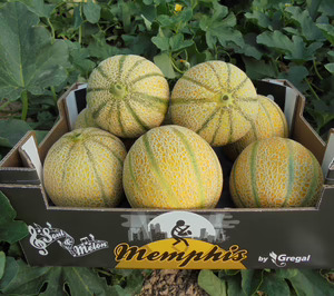 Coop. Gregal dobla beneficio, pese a la difícil coyuntura del sector