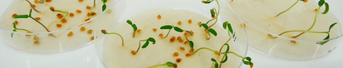 ¿Qué ganará el sector alimentario con la autorización de plantas derivadas de Nuevas Técnicas Genómicas (NGT)?