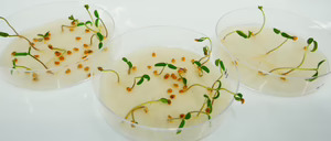 ¿Qué ganará el sector alimentario con la autorización de plantas derivadas de Nuevas Técnicas Genómicas (NGT)?