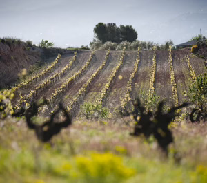 Corpinnat mantiene plana su facturación en 2024, resentido por la caída de ventas