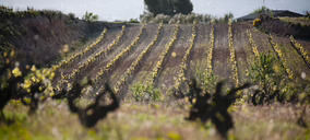 Corpinnat mantiene plana su facturación en 2024, resentido por la caída de ventas