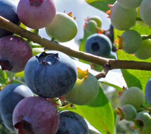 Onubafruit, grandes expectativas en arándano y fuerte apuesta por la renovación varietal