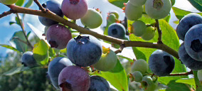 Onubafruit, grandes expectativas en arándano y fuerte apuesta por la renovación varietal