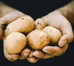 La escasez en la siembra y la irrupción de Egipto como proveedor marcan la campaña de patata