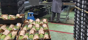 Auchan comprará a los productores españoles más de 350 t de espárragos para Alcampo y exportaciones