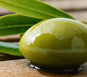 Un grupo aceitunero esquiva el concurso al que se había visto abocado por la guerra en Ucrania