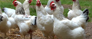 Informe 2024 del sector avícola en España