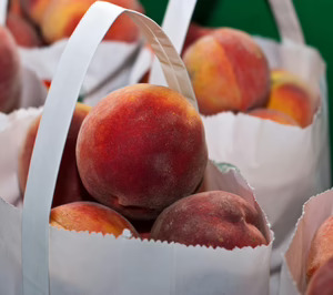 La normalidad marcará la próxima campaña de fruta de hueso catalana