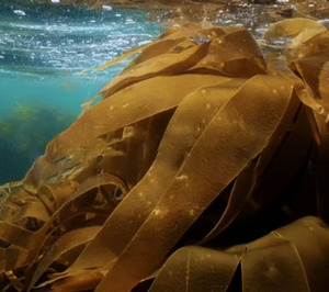 Ficosterra inicia actividad en su planta de Burgos y entra en la órbita de EIT Food para acelerar su desarrollo