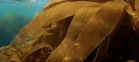 Ficosterra inicia actividad en su planta de Burgos y entra en la órbita de EIT Food para acelerar su desarrollo