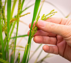 INIA-CSIC trabaja en un nuevo tipo de arroz con potencial de transformar la agricultura