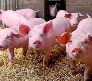 El proyecto de digitalización de insumos para ganado porcino PIBIBOT encara la tercera fase