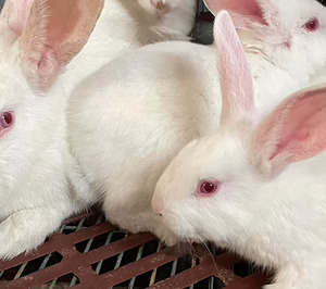 Vall Companys amplía su presencia en la cunícola Grupo Hermi