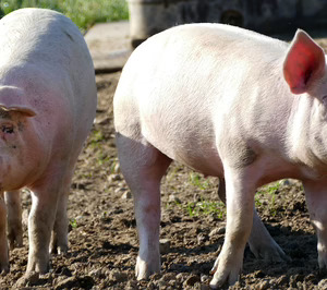 Grupo Fuertes avanza en integración vertical con la compra de Agropor