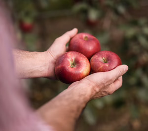 VOG y VIP crean Alpoma para impulsar la investigación de nuevas variedades de manzana
