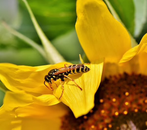 Sólo una empresa del Top 5 de insecticidas logró crecimientos en valor y en volumen en 2024