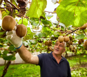 Zespri arranca su temporada en Europa con un crecimiento previsto del 3,9% en volumen